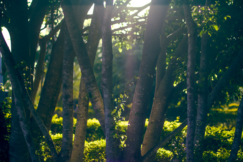 tree branches